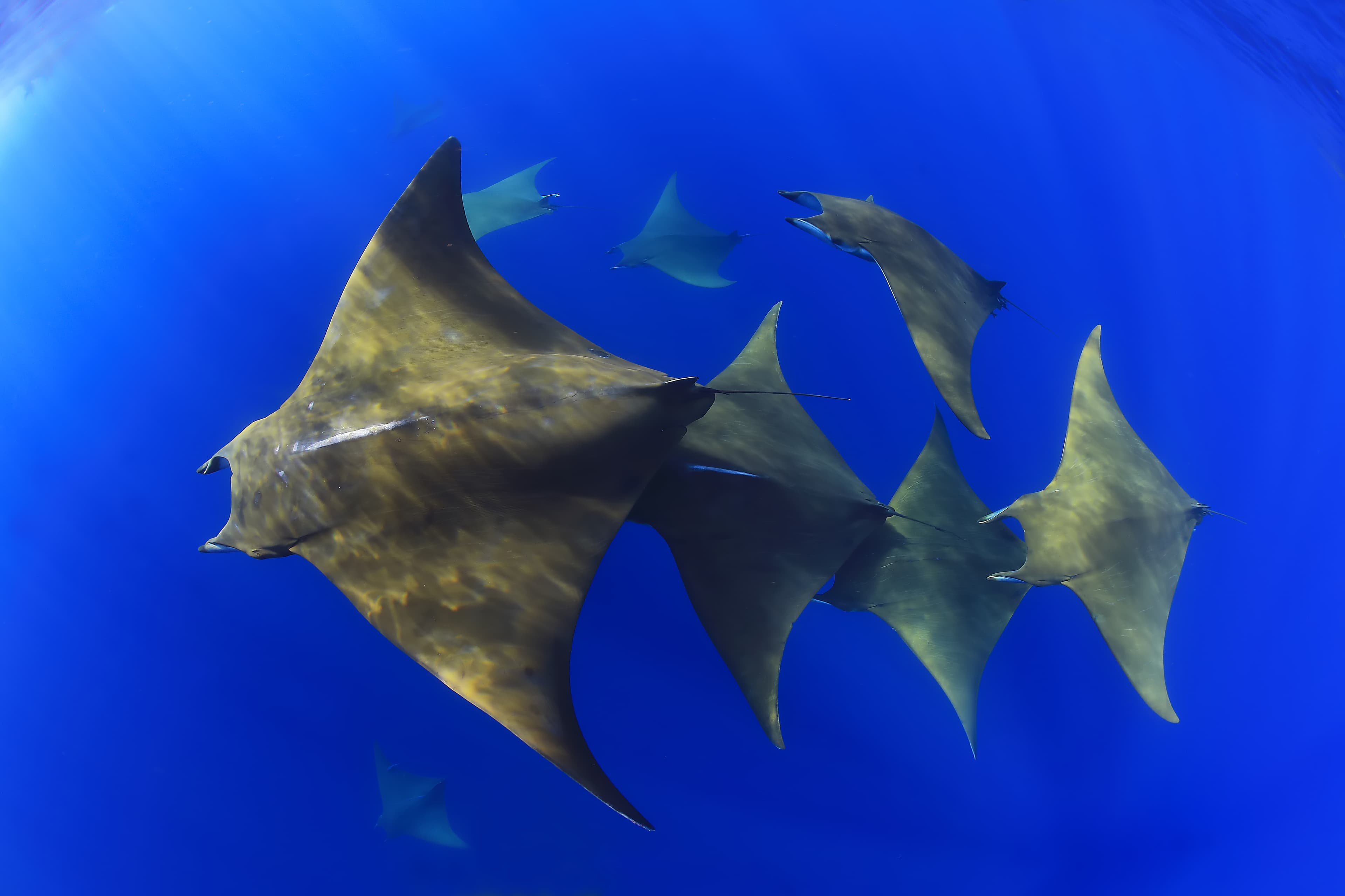 Centro De Buceo El Bajon