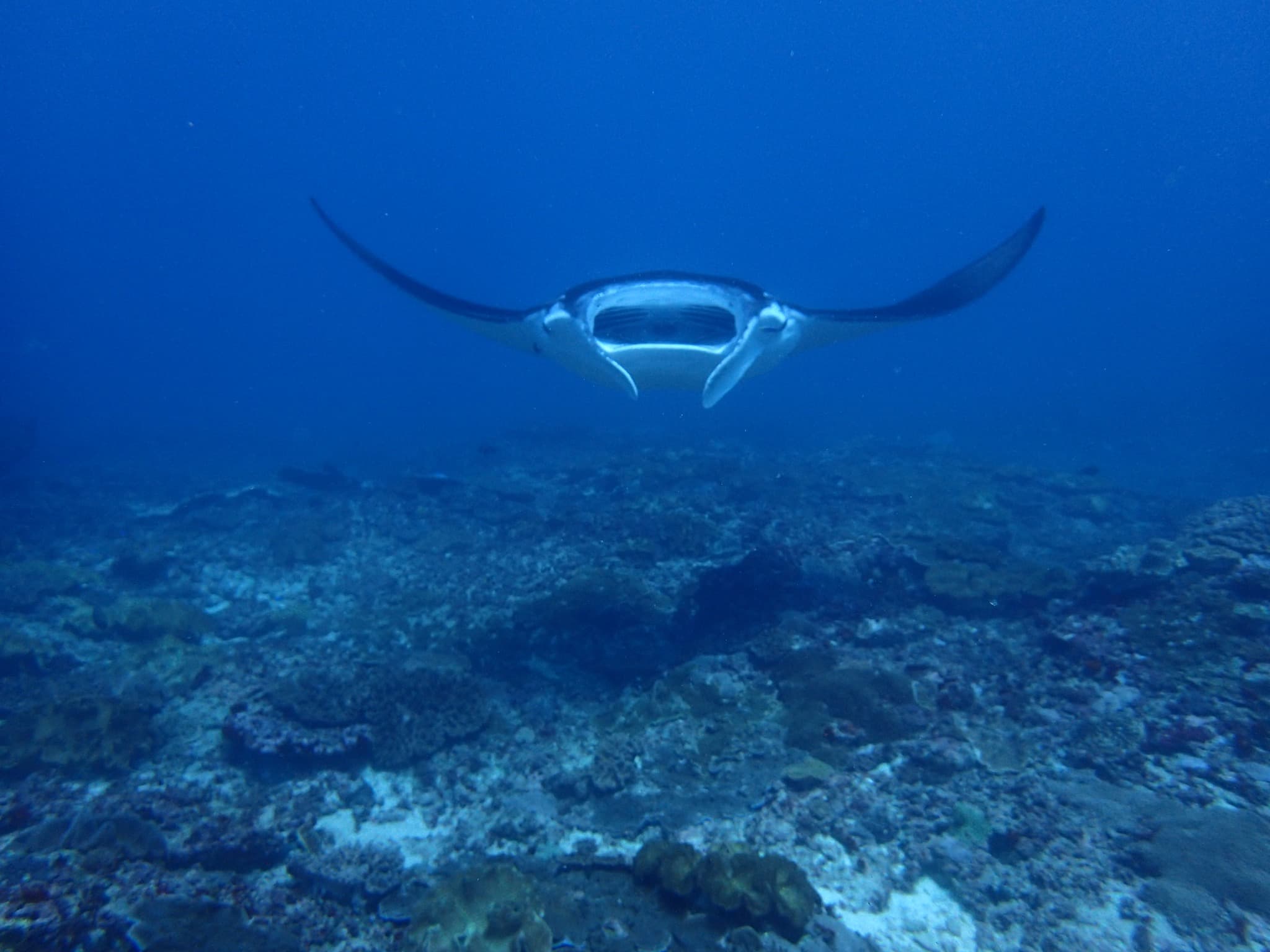 Ena Dive Center &amp; Water Sports