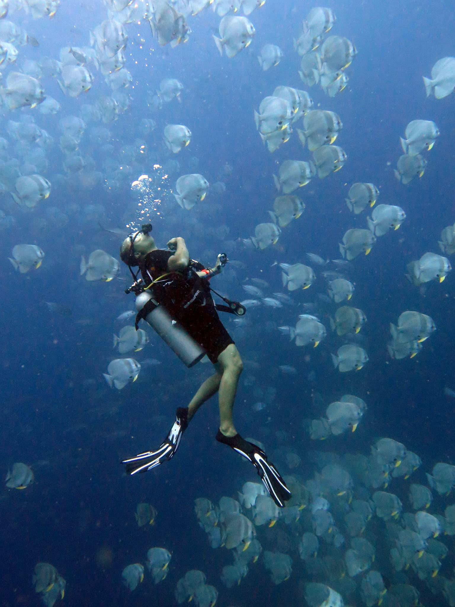 Samui Discovery Divers, Co Ltd