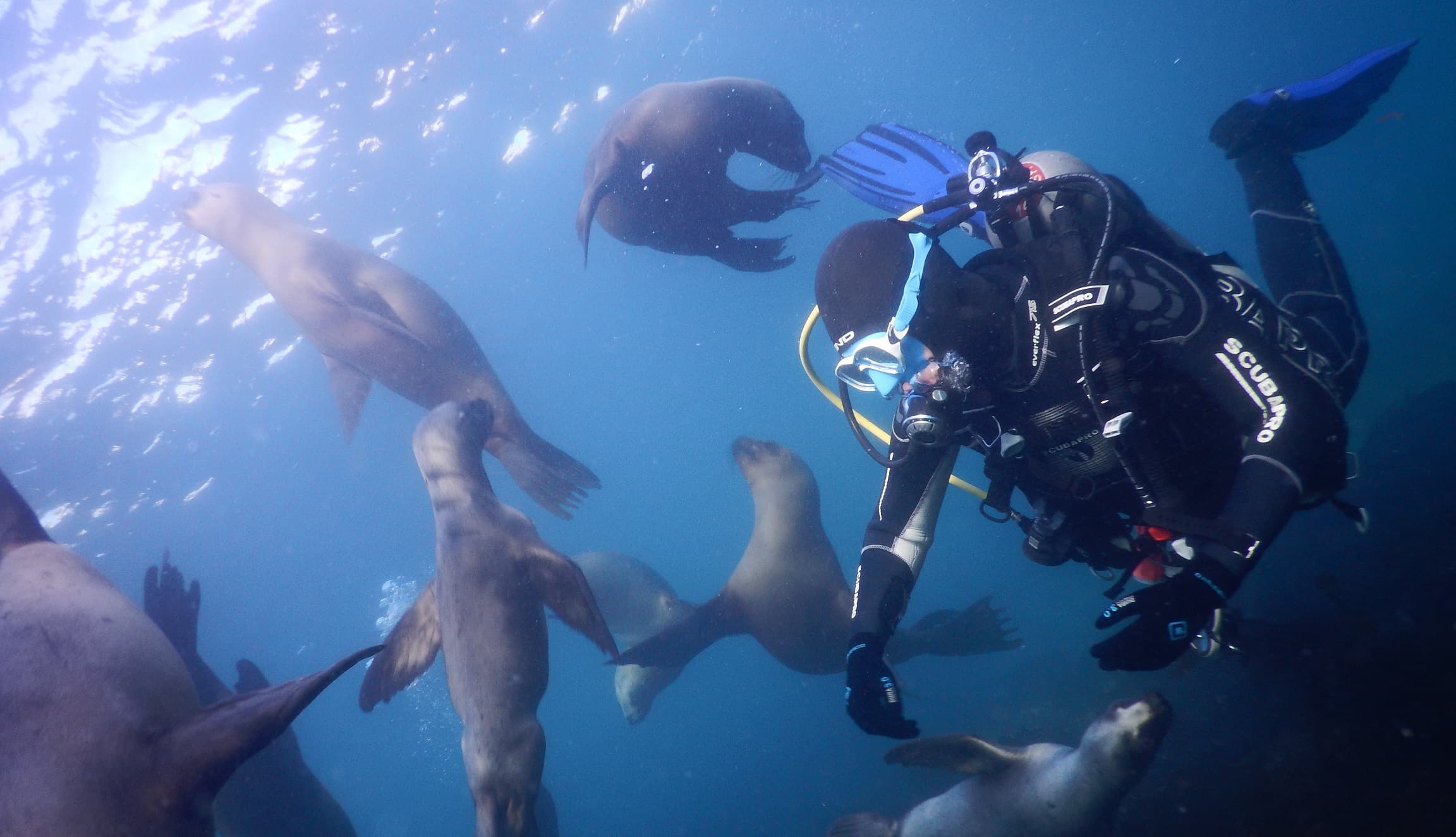 Bucea Hoy - Dive Today