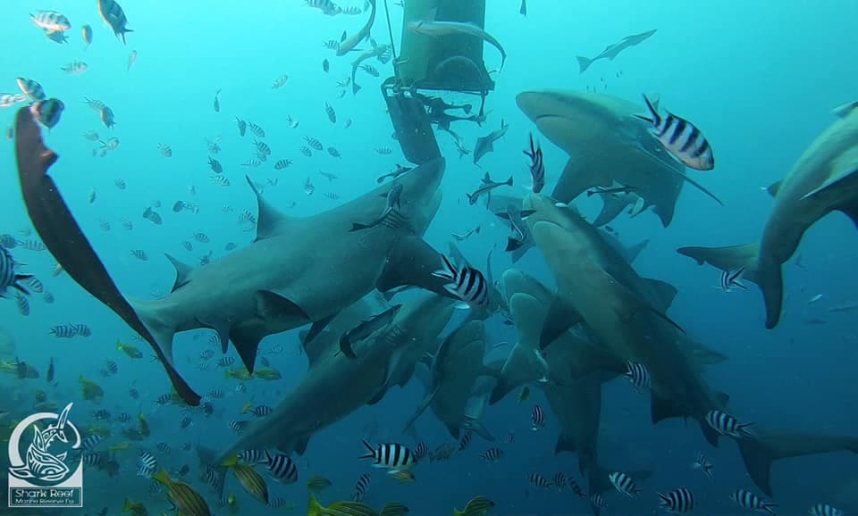 Beqa Adventure Divers Ltd