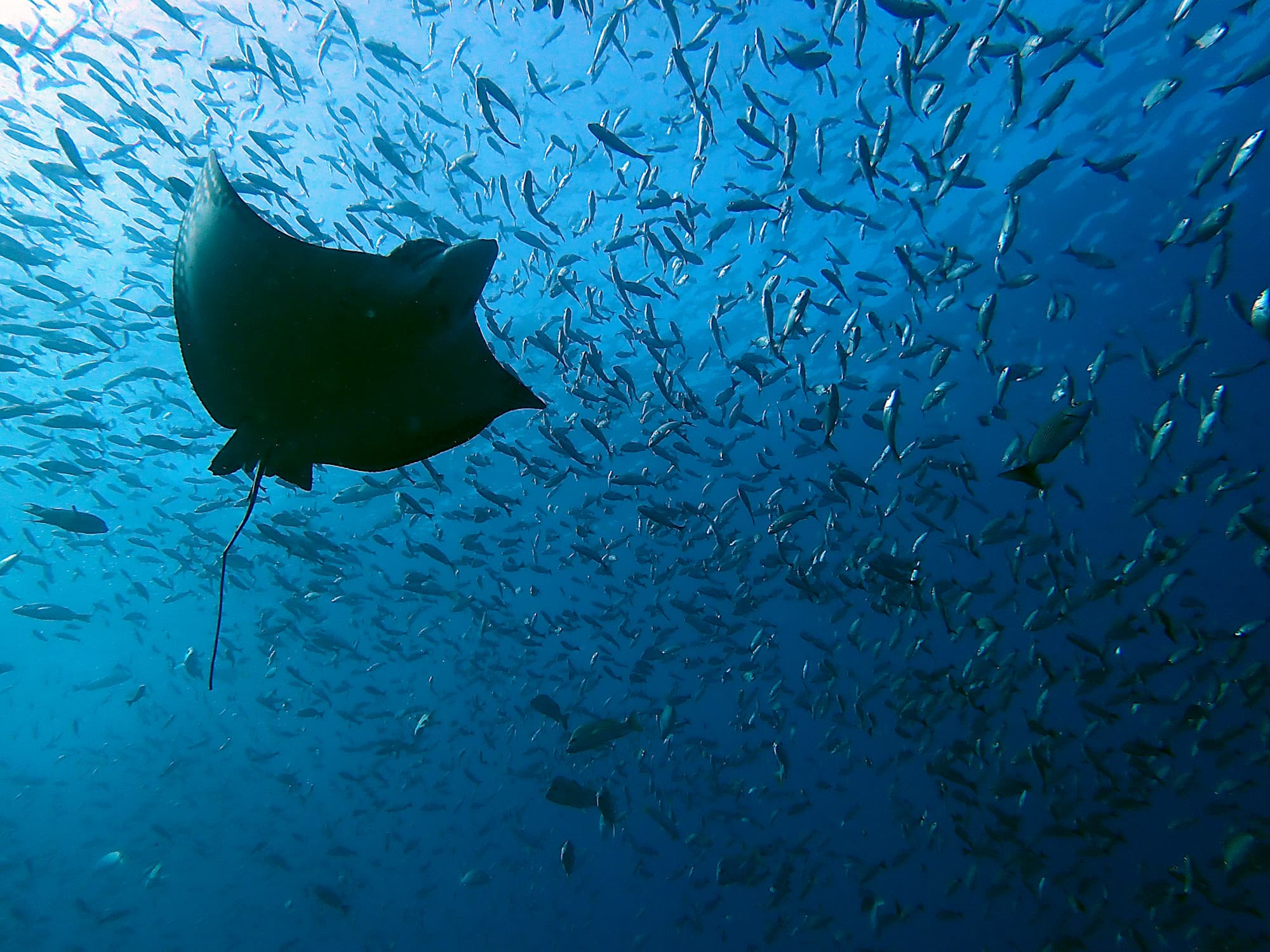 Summer-Salt Dive Center