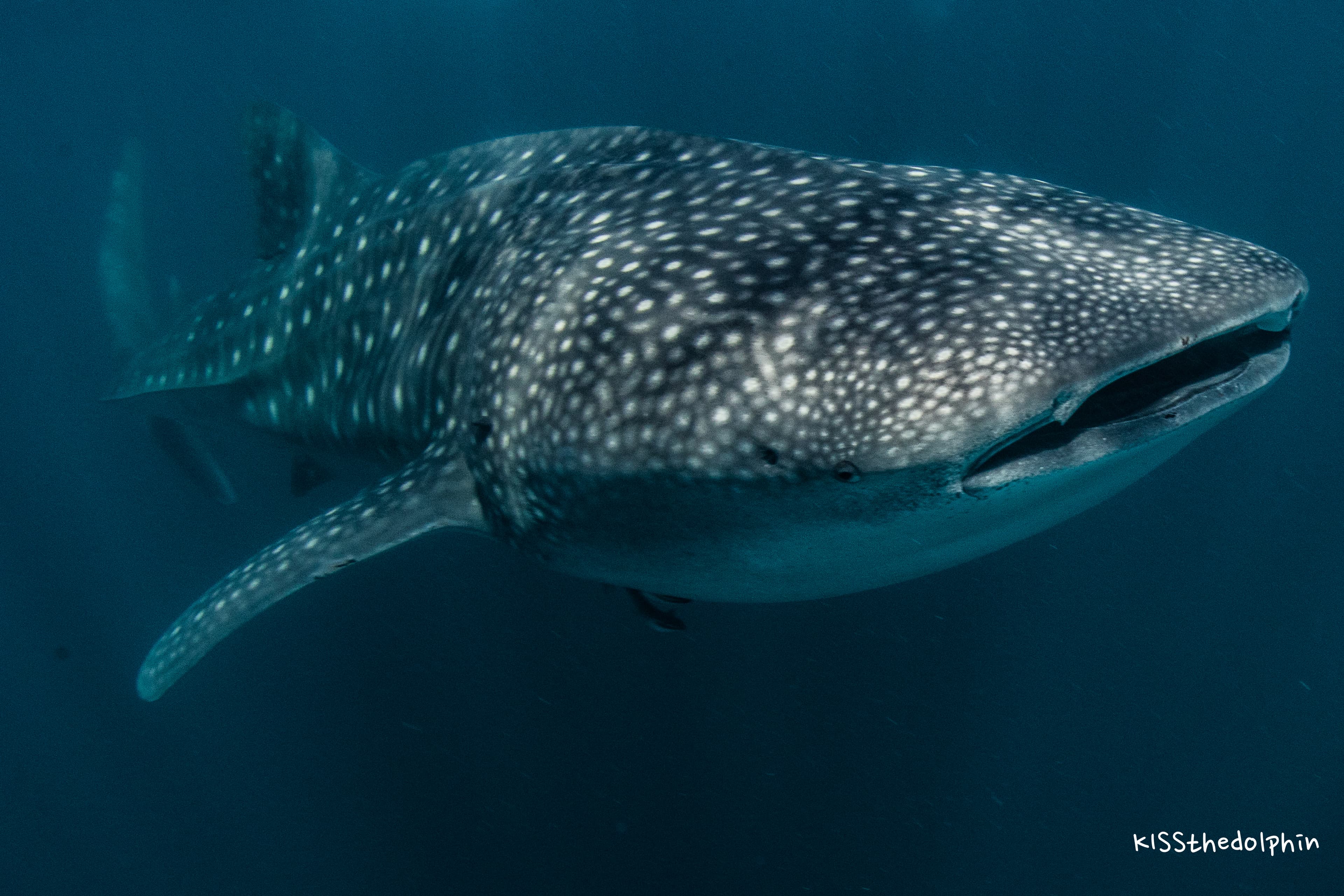 Exmouth Dive &amp; Whalesharks Ningaloo