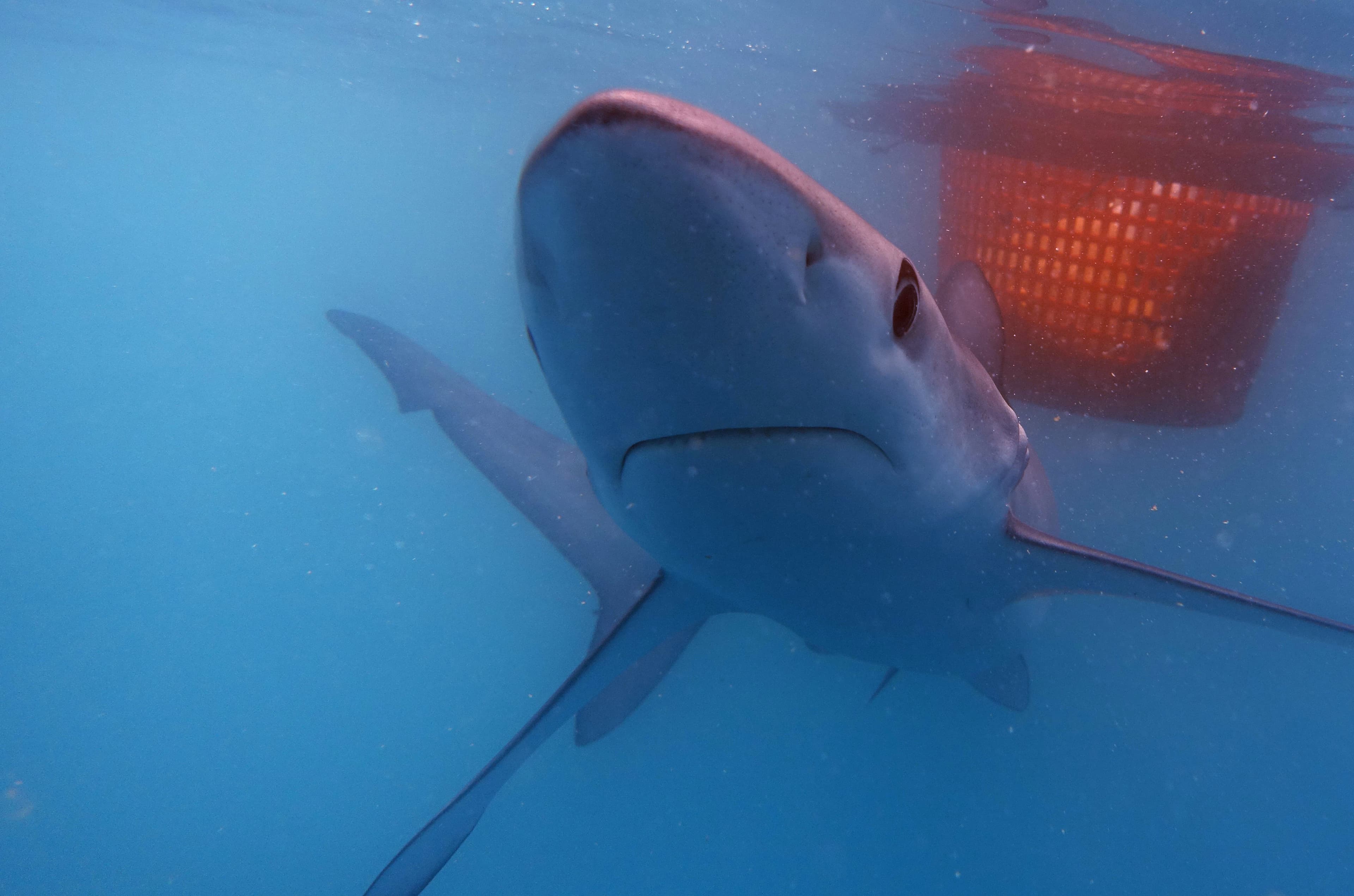 Scuba Libre Diving Ltd