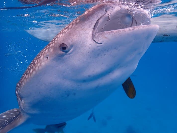 Landshark Scuba &amp; Snorkel Center