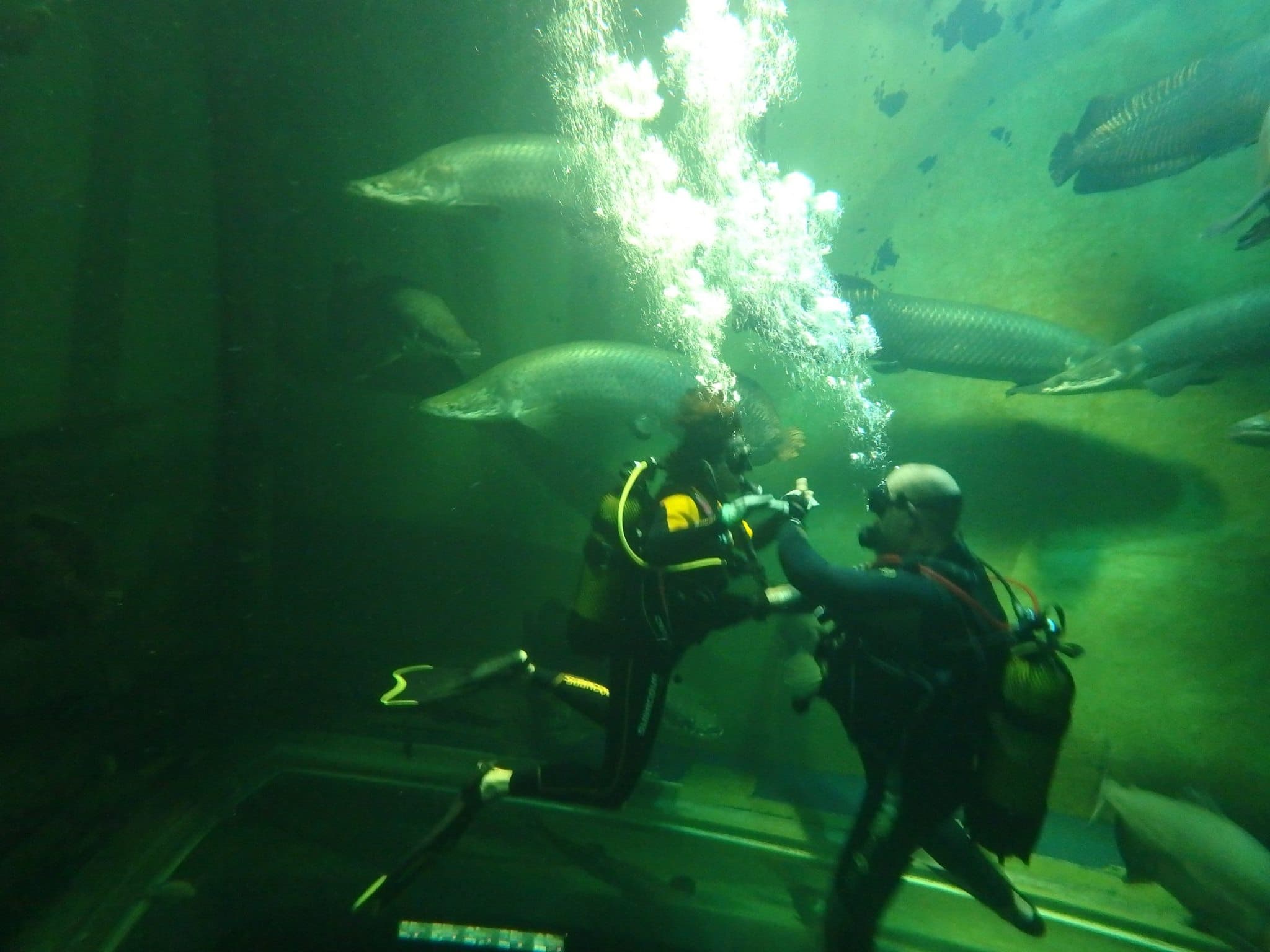 Akuasub Fundacion Acuario De Zaragoza