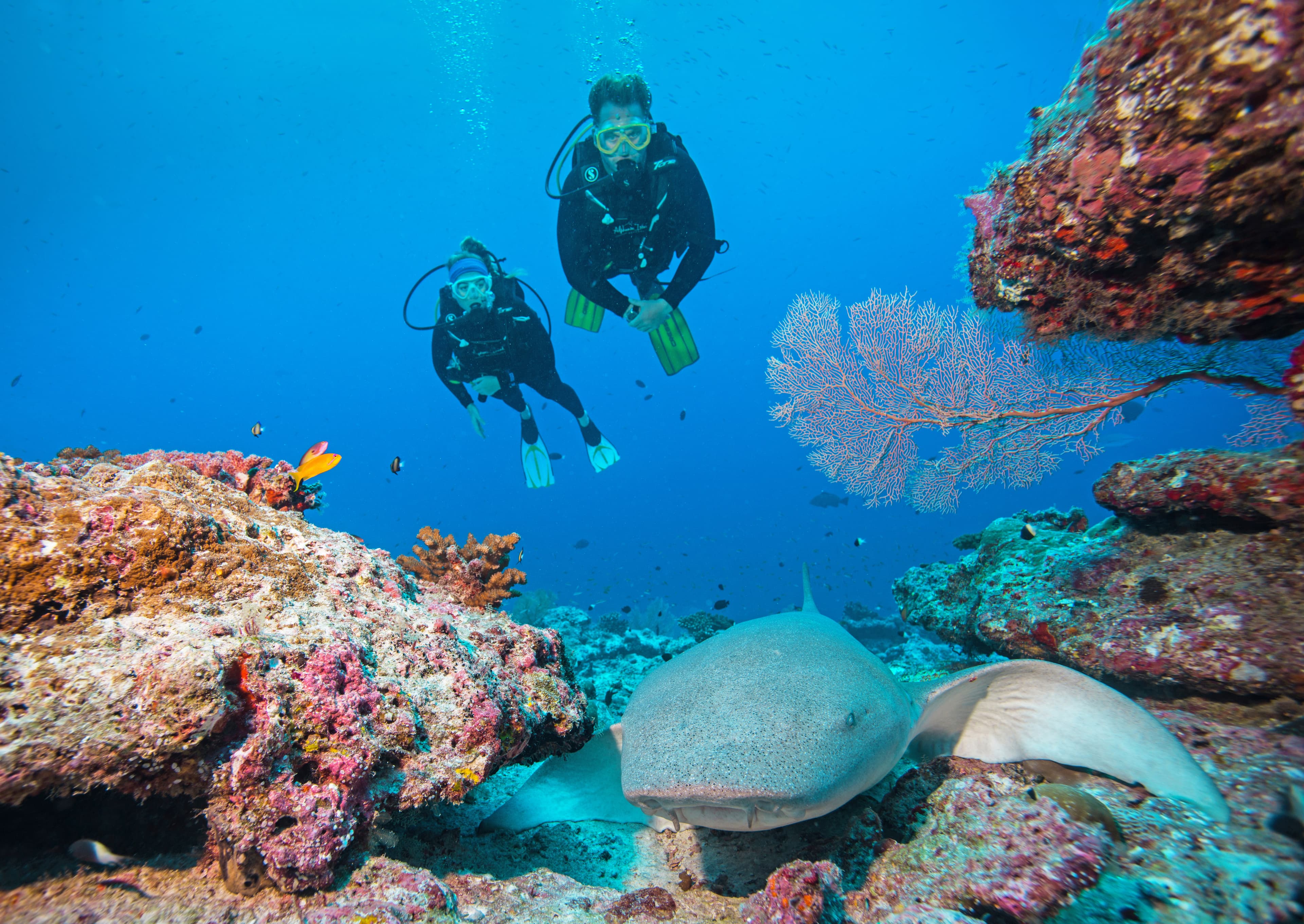 Blue Safari Alphonse