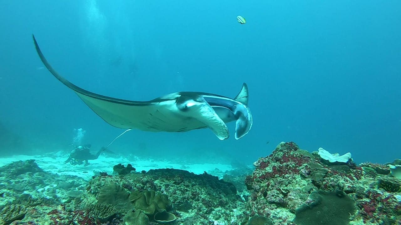 Lembongan Dive Center