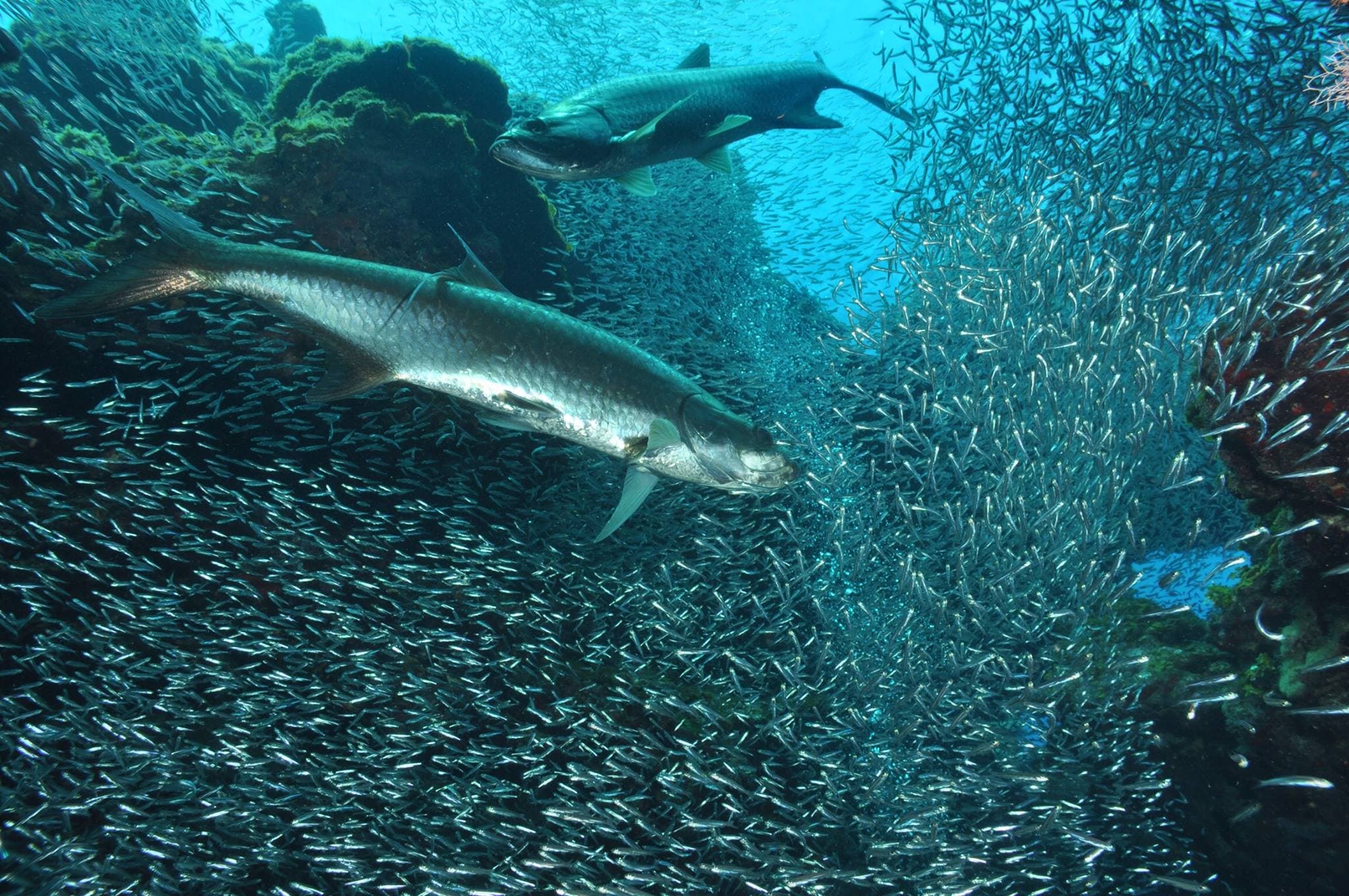 Eden Rock Diving Center, Ltd.