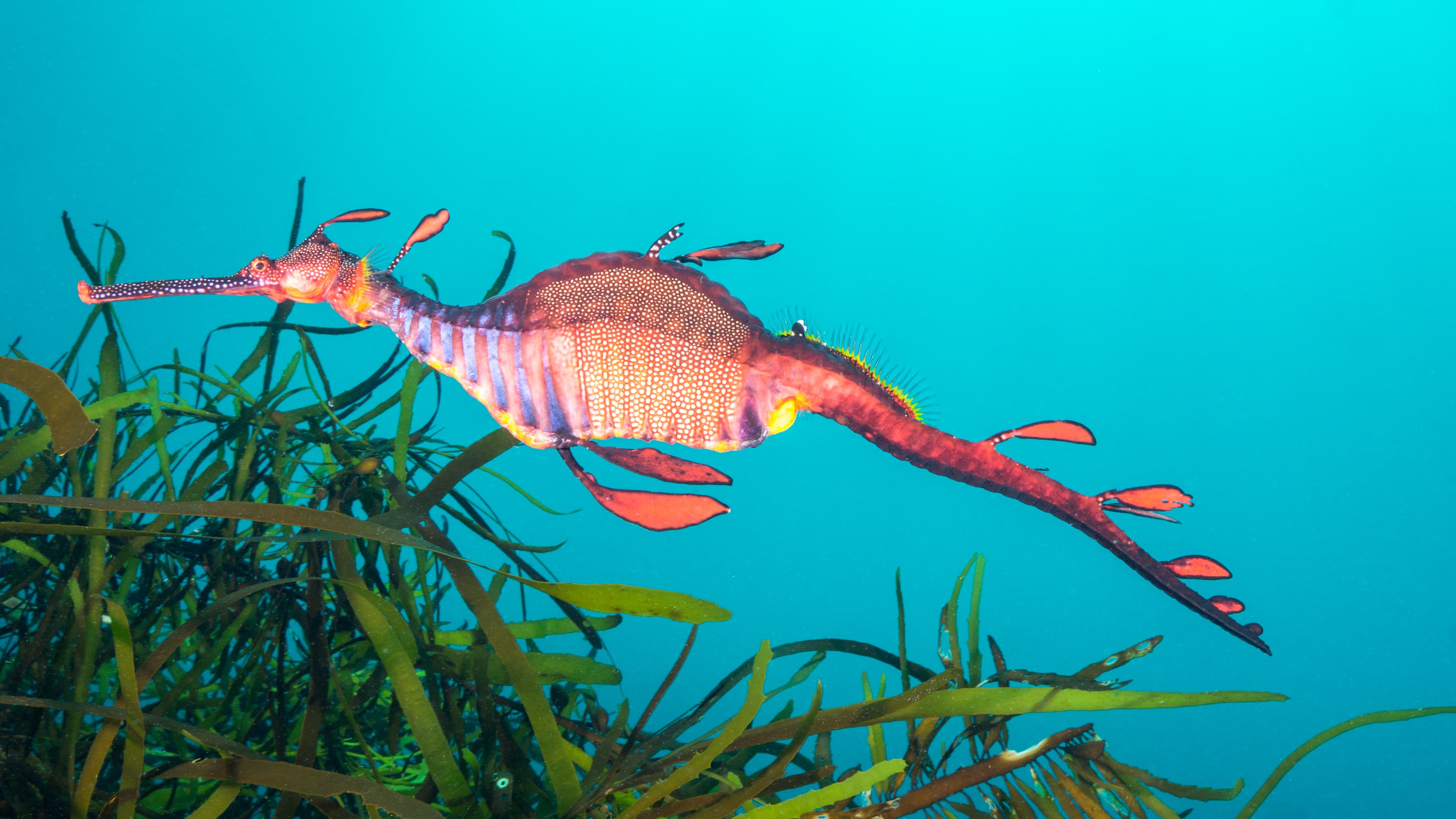 Eaglehawk Dive Centre