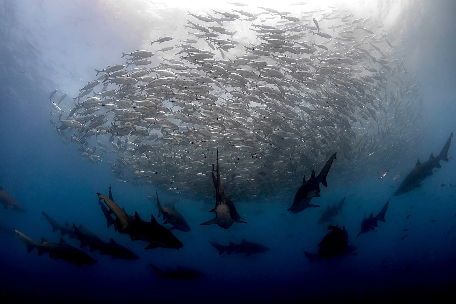 Wolf Rock Dive Centre