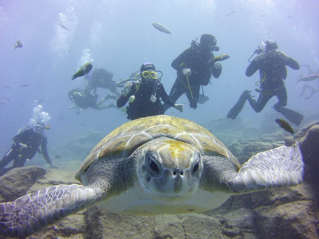 Ocean Trek - Tenerife