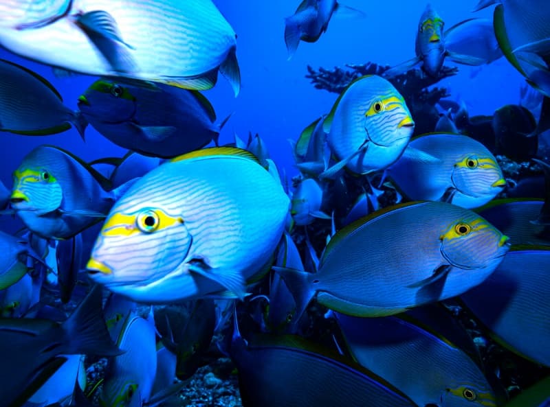 Flores Diving Centre