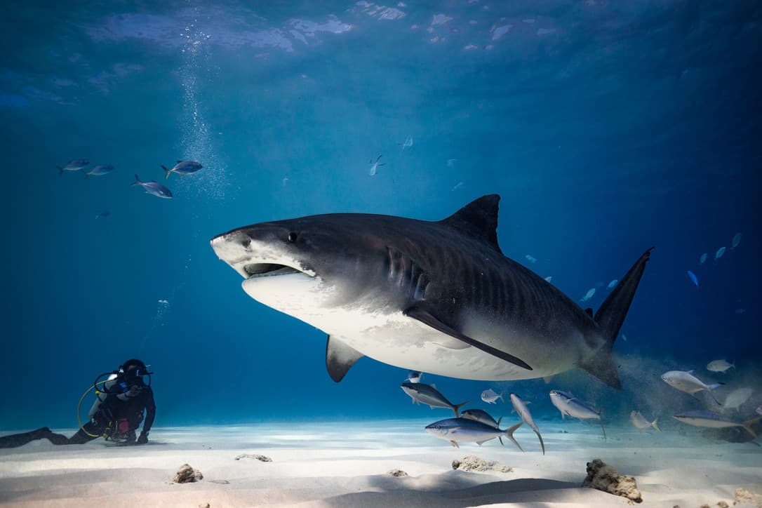 Extreme Dive Fuvahmulah