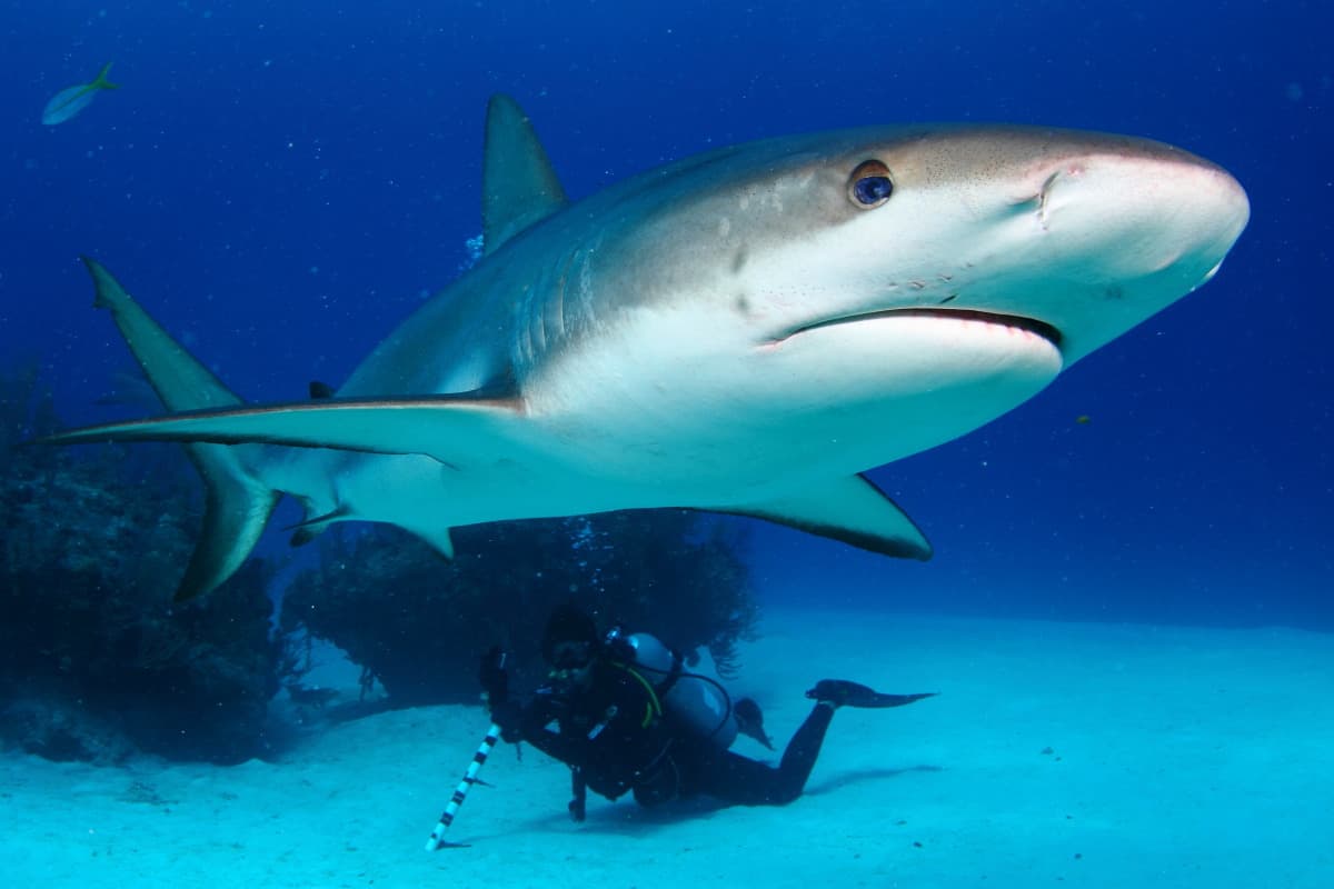 Reef Oasis Viva Bahamas
