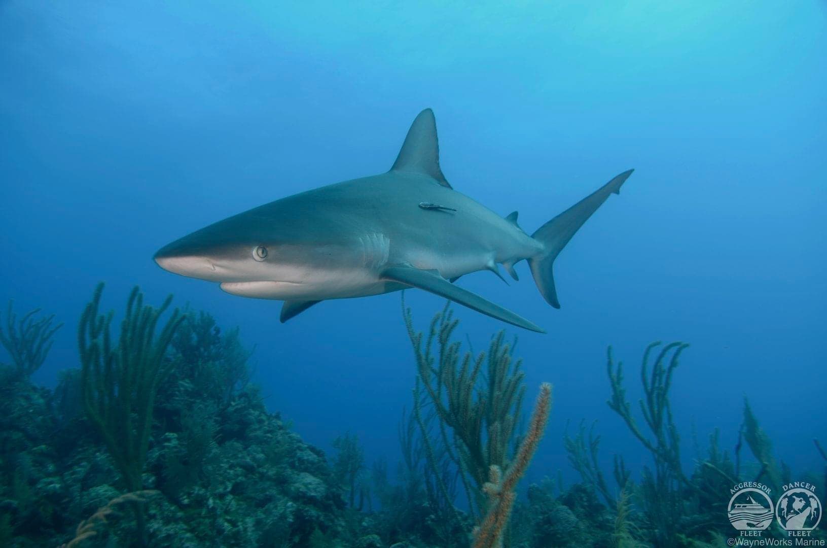 Central Oregon Diving LLC