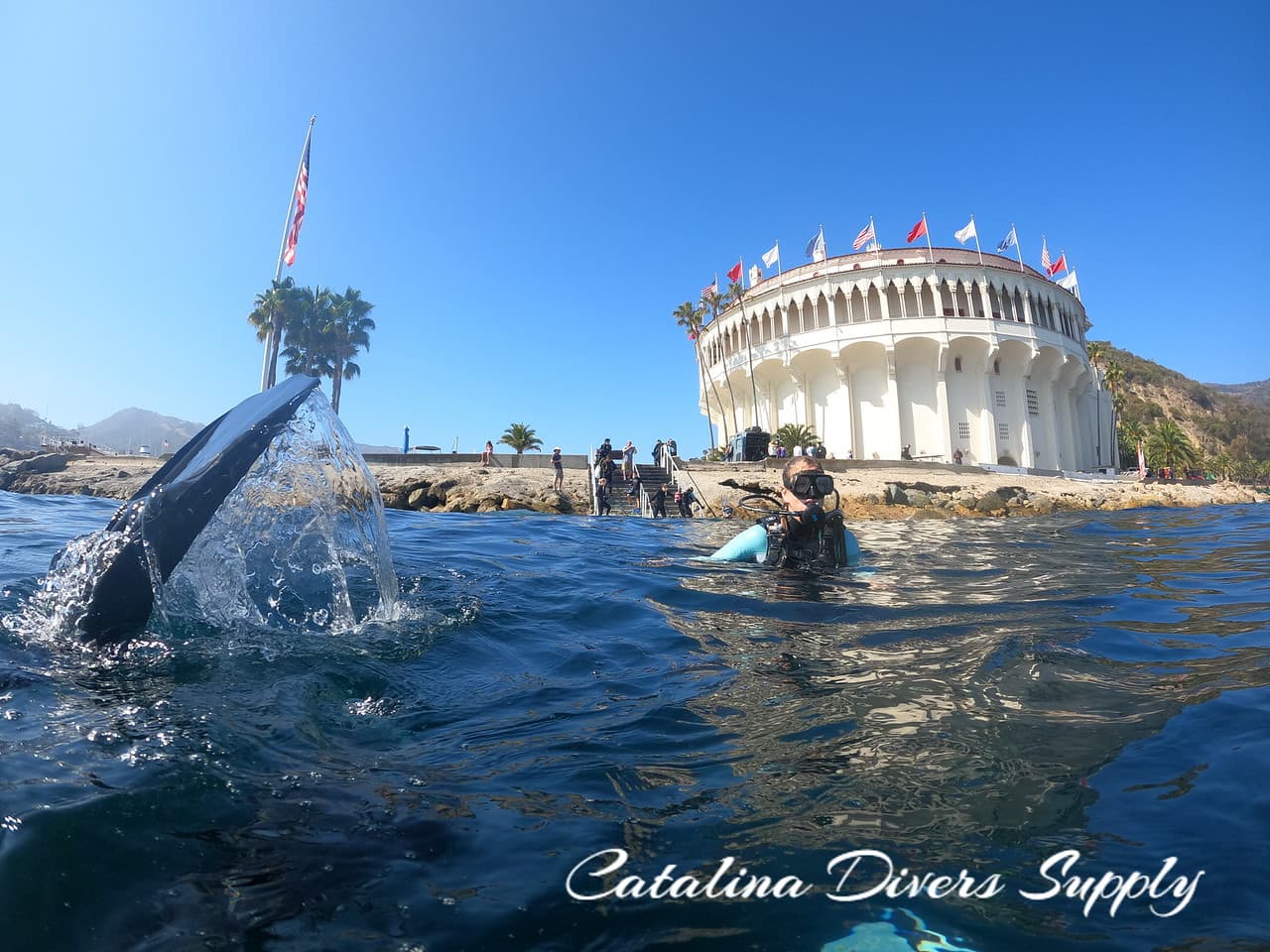 Catalina Divers Supply