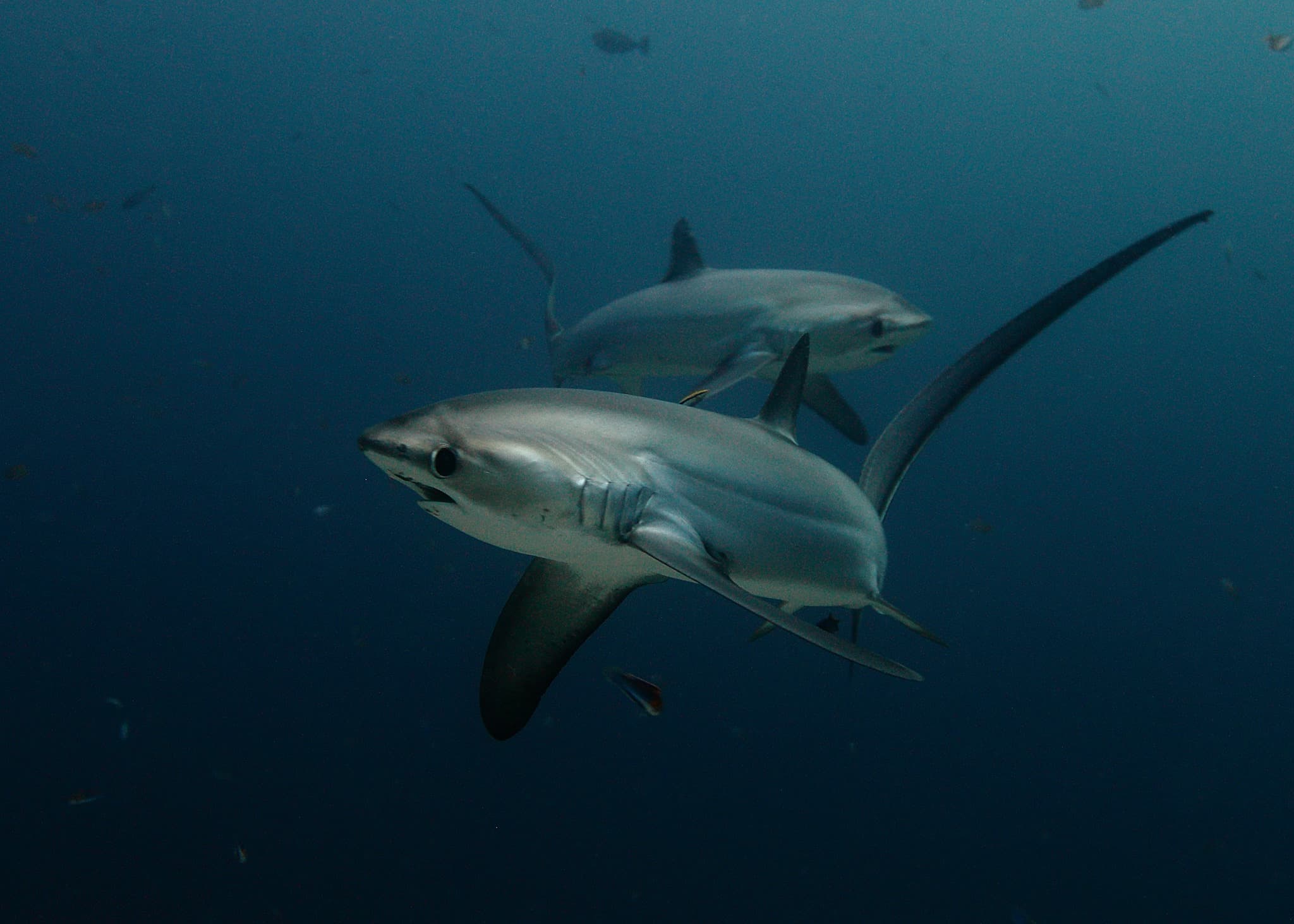 Sea Explorers Malapascua