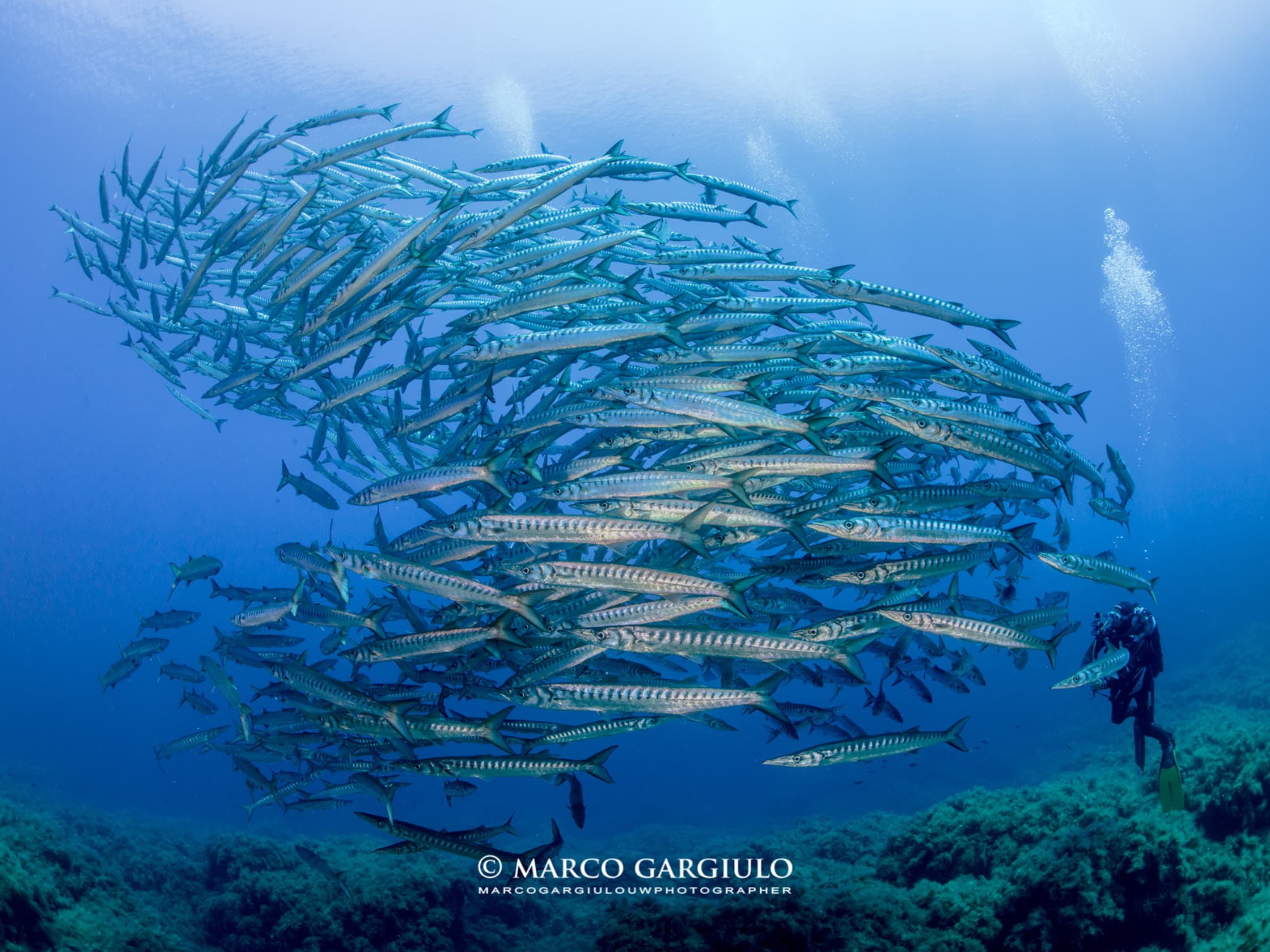 Punta Campanella Diving Sorrento
