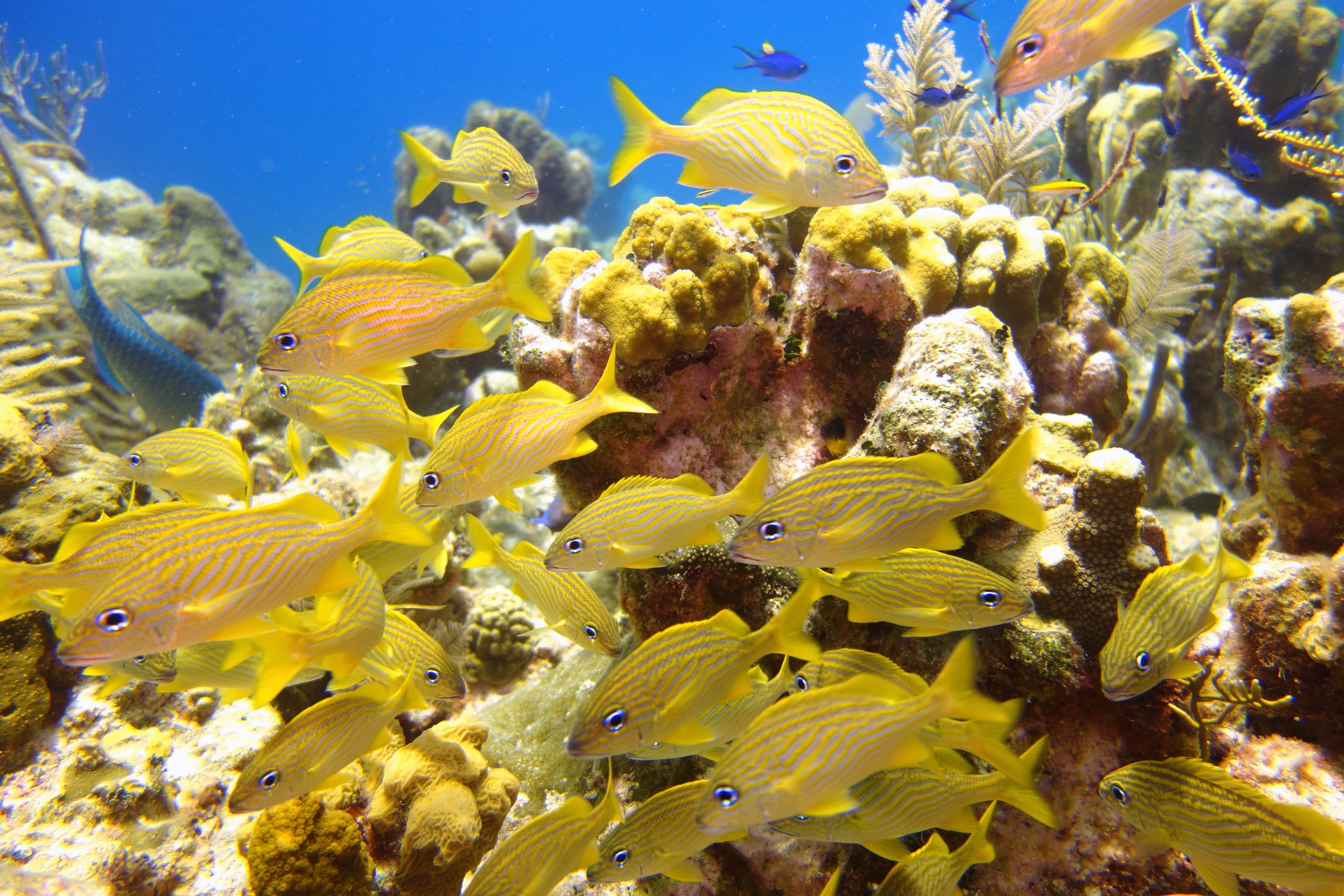 Grand Turk Diving Co. Ltd.