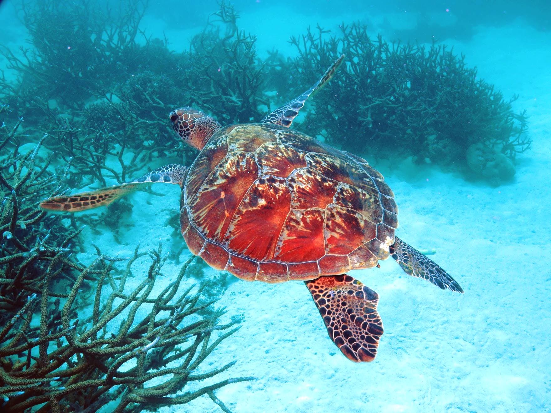 Quicksilver Connections