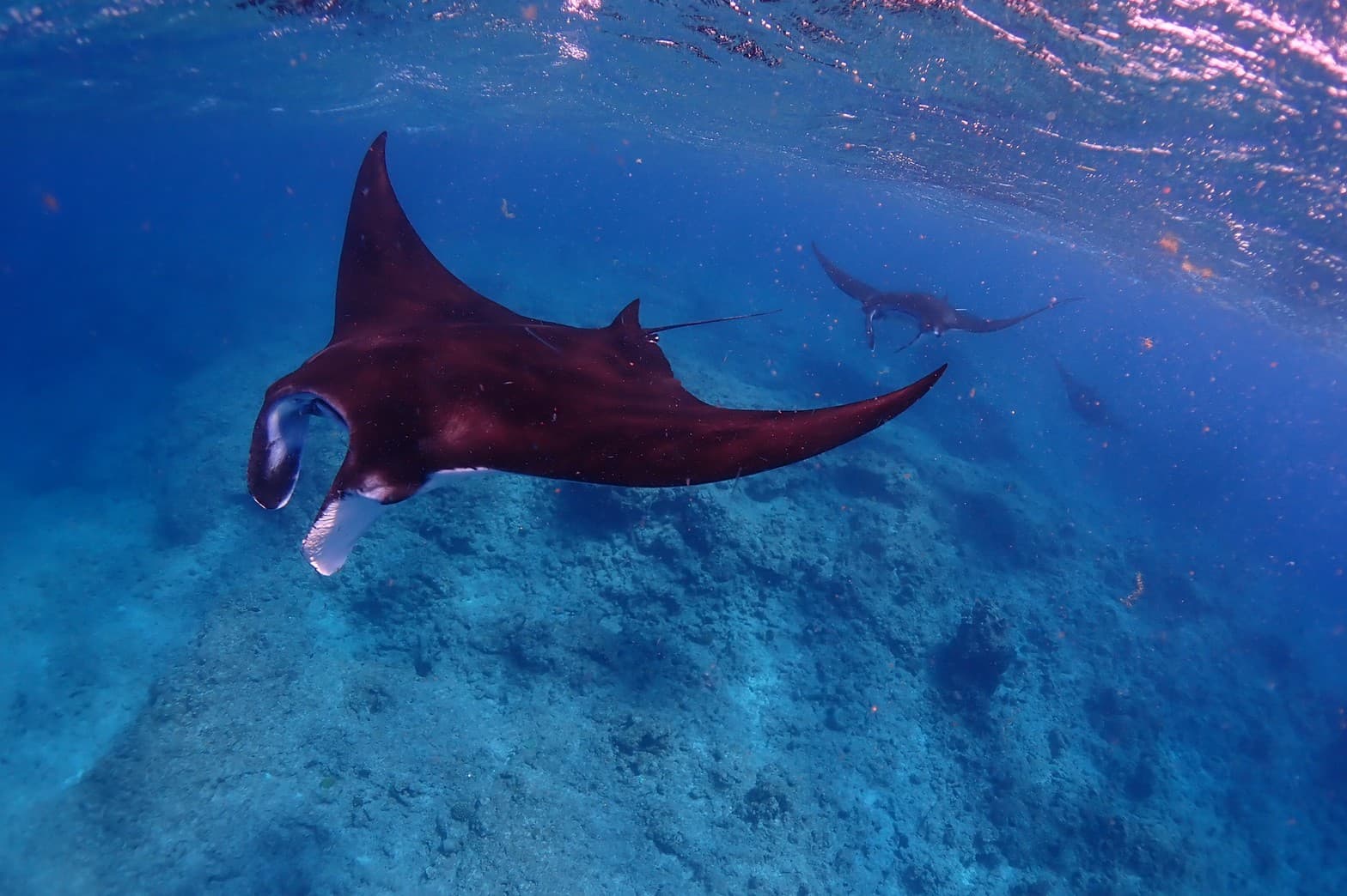 NOVA DIVE ISHIGAKI