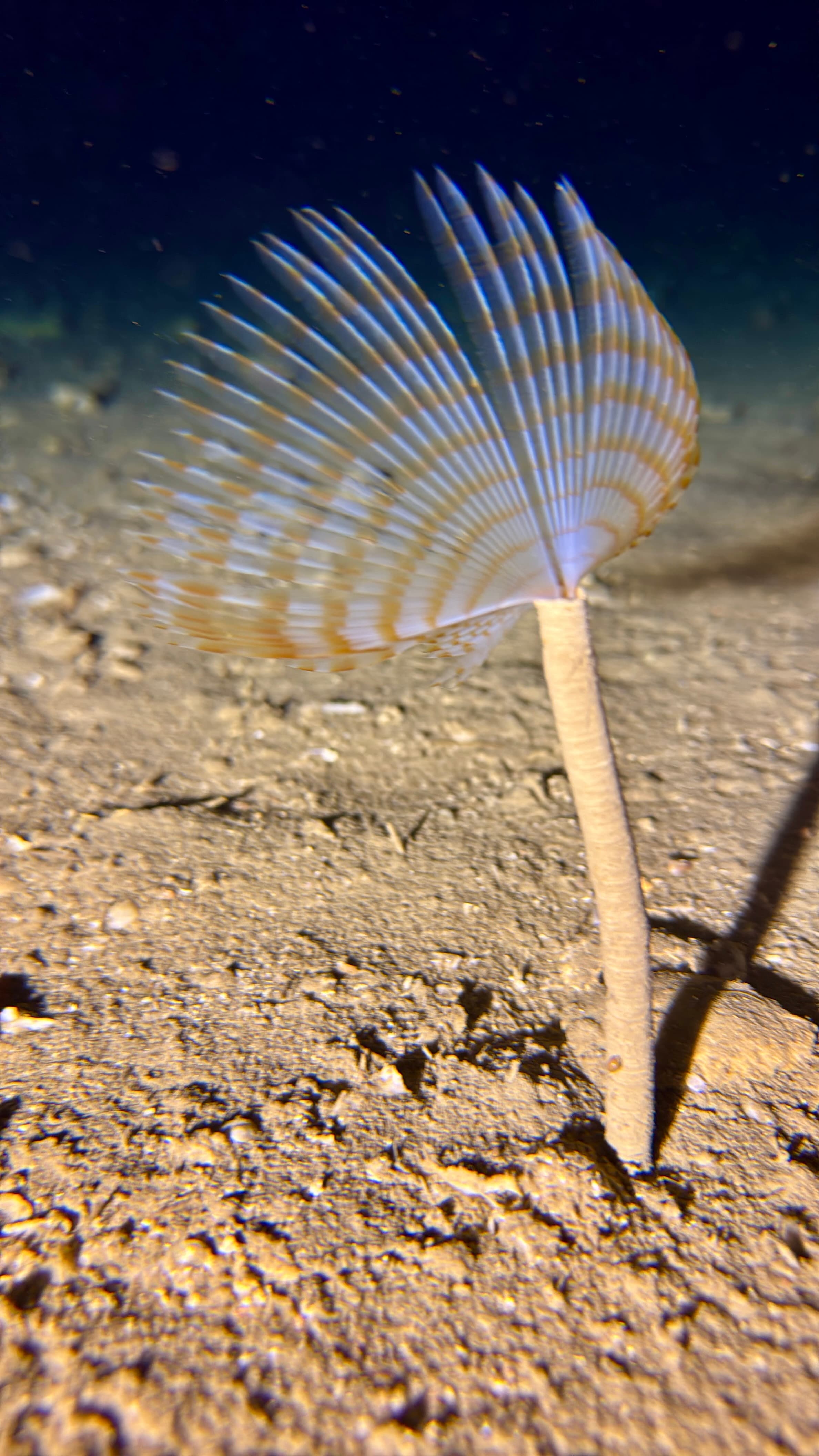 Octopus School Diving