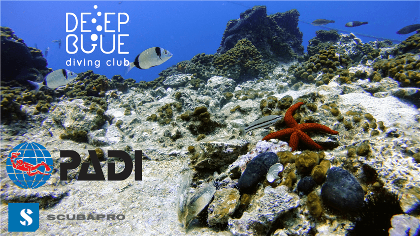 Deep Blue Diving Club