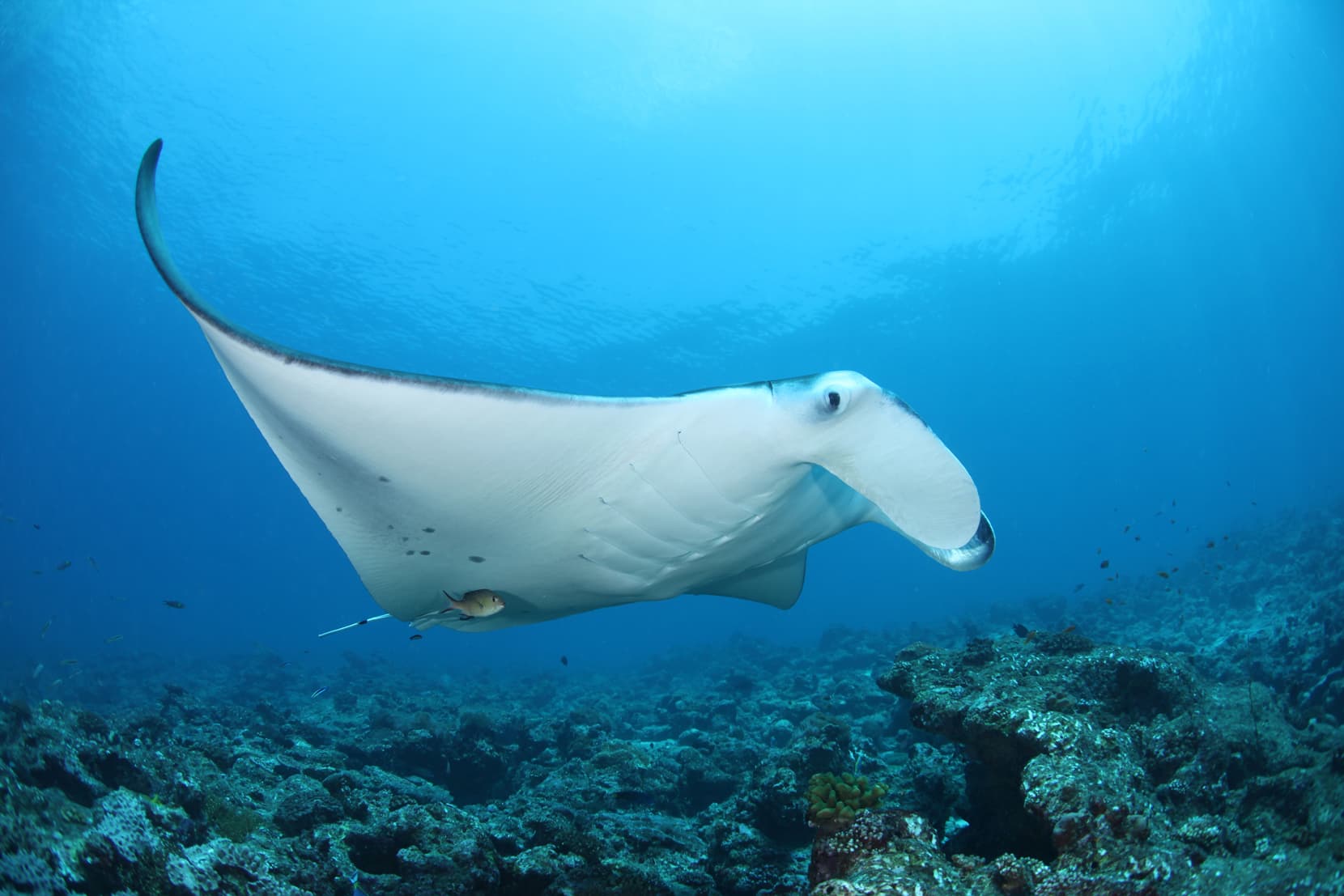 Ocean DC at Conrad Maldives Rangali Island