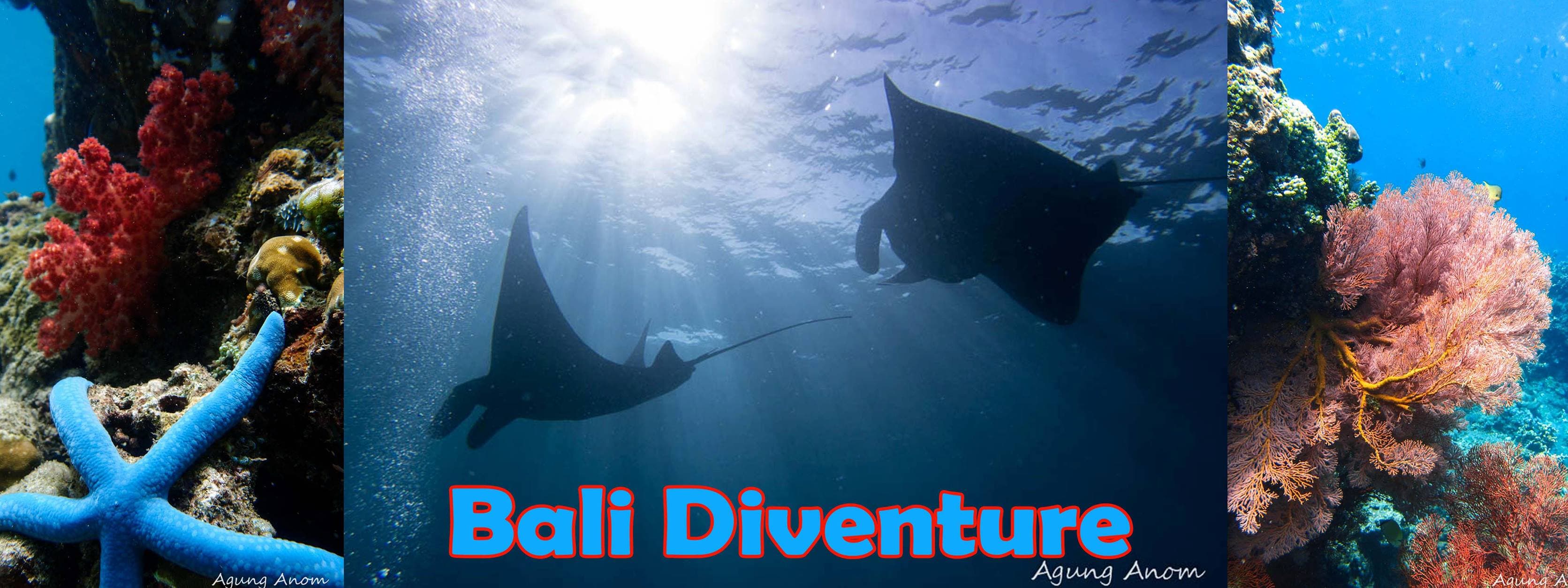 Bali Diventure / Daktari