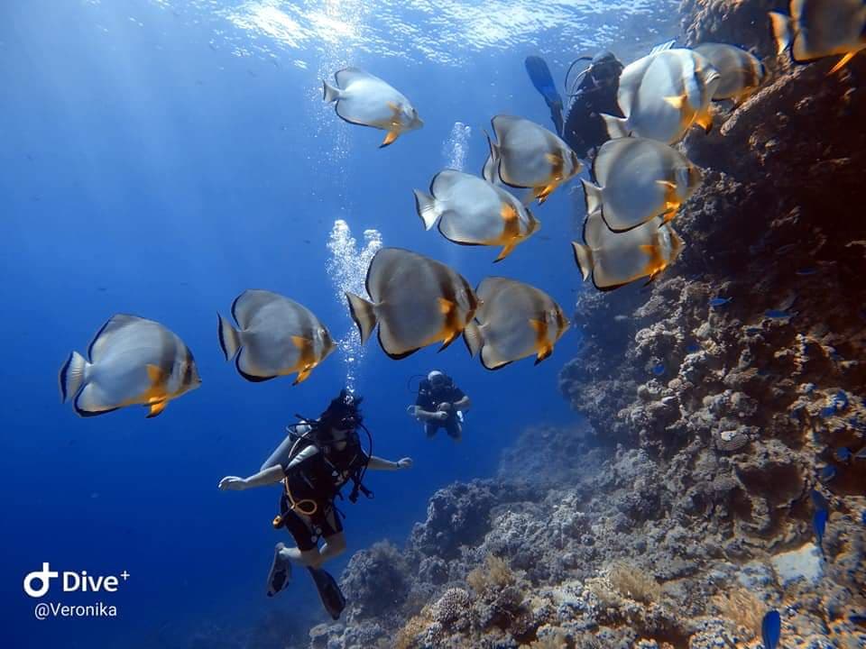 Dolphin Diving Center