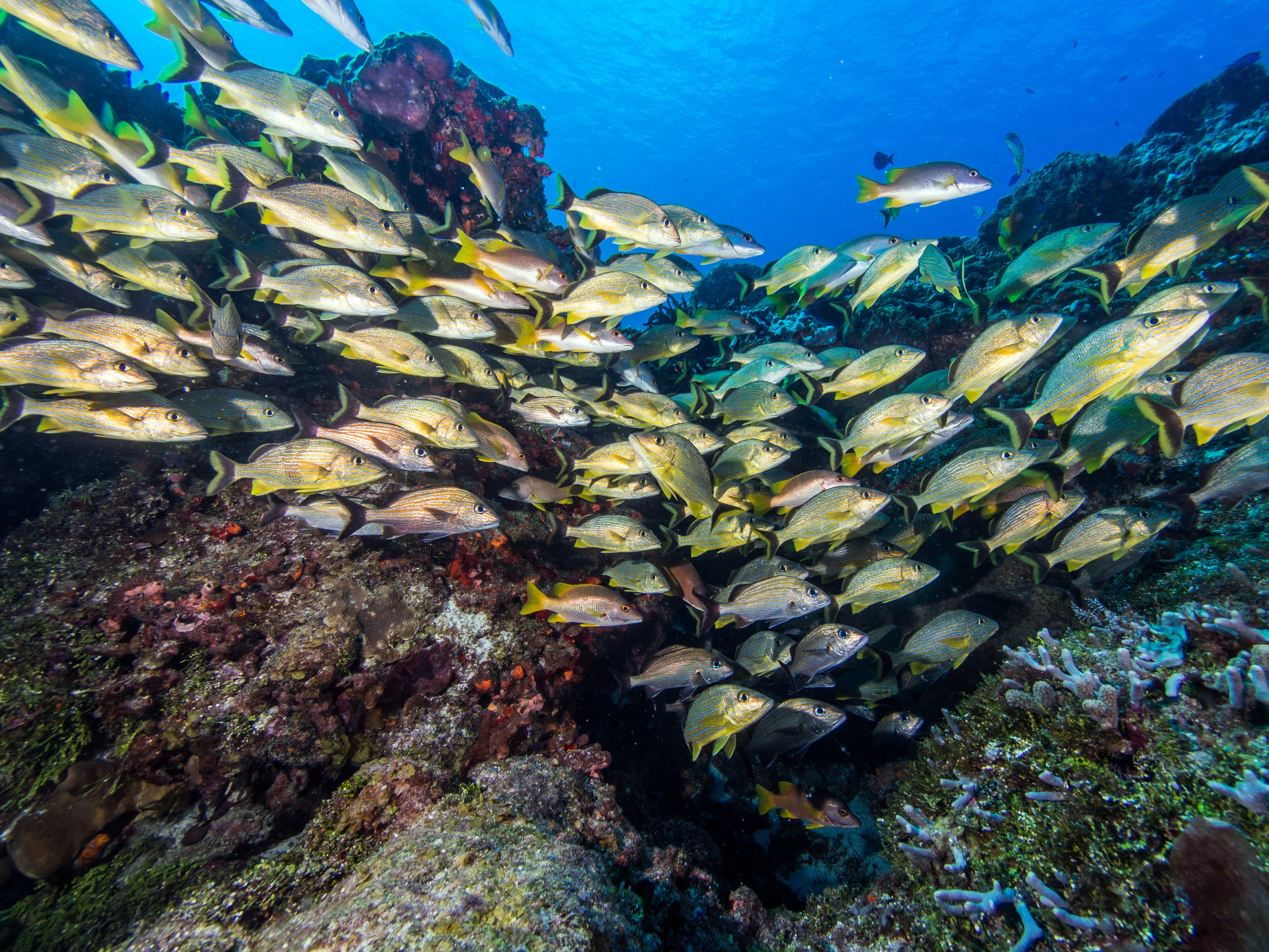 Pro Dive International Occidental Cozumel