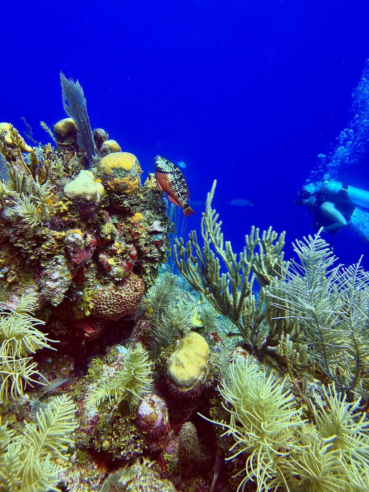 Paradise Beach Divers