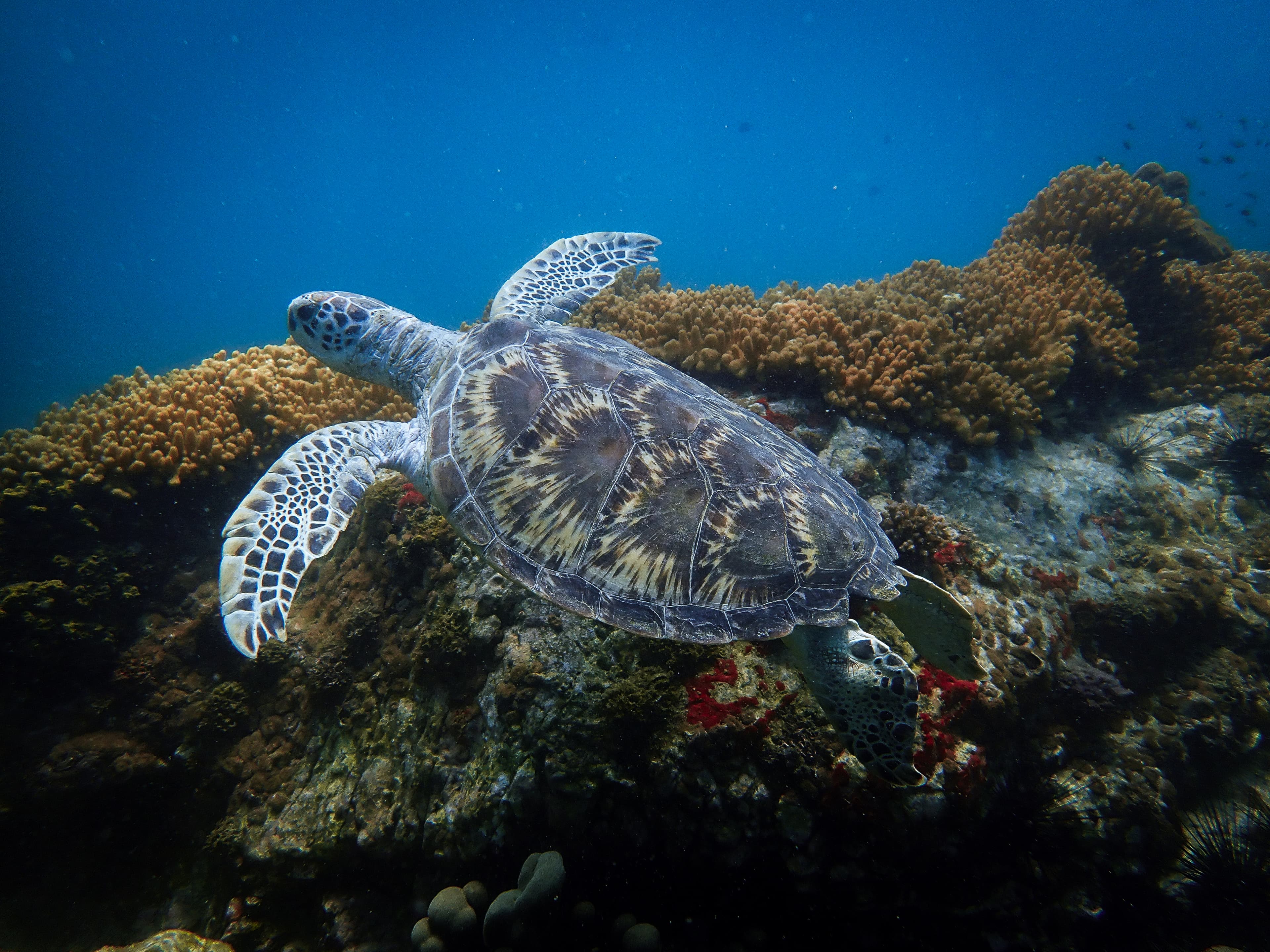 Seafari Diving Center