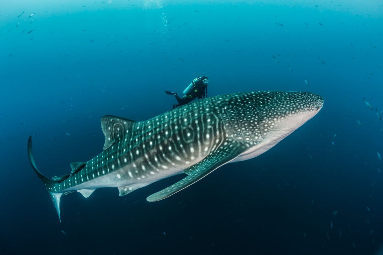 Blacktip Divers Costa Rica