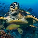 Aquatechnique Scuba School