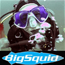 Big Squid logo