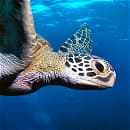 Force-e Scuba Centers